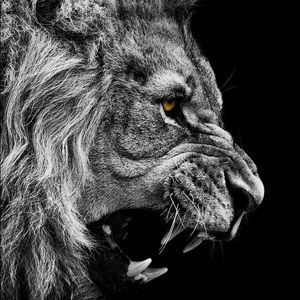 Meet your Posher, Bailey